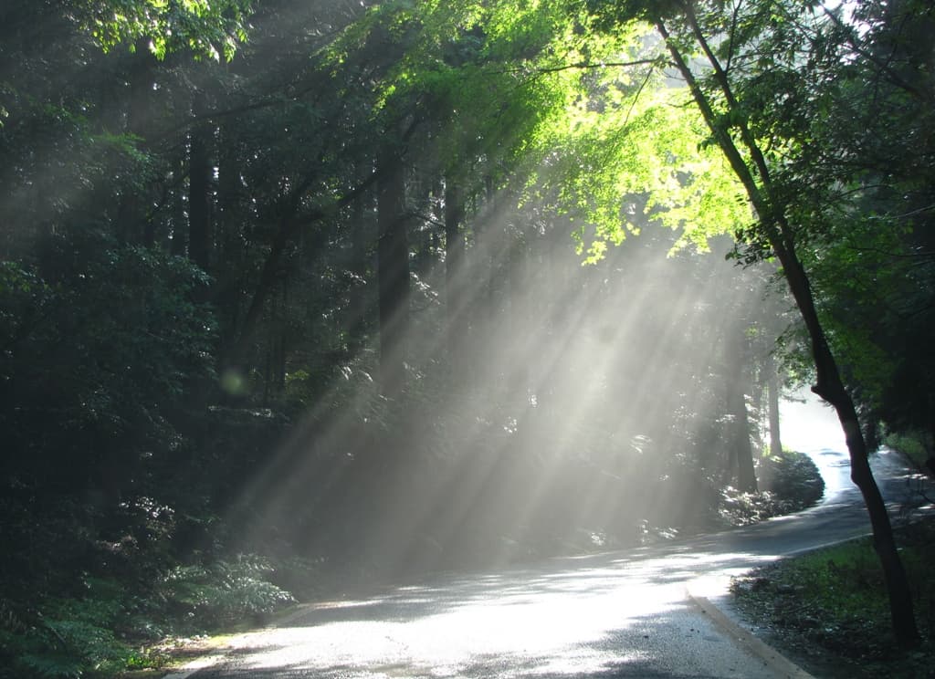 Sunlight filtering through a forest canopy.